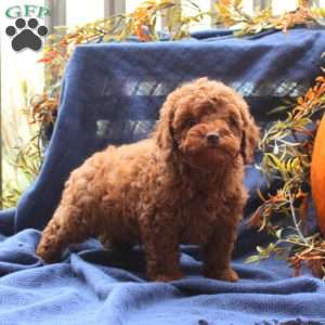 Cole, Miniature Poodle Puppy