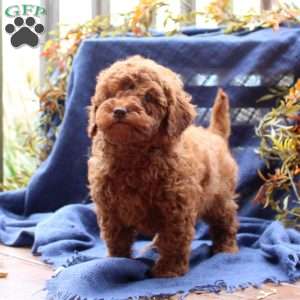 Cole, Miniature Poodle Puppy