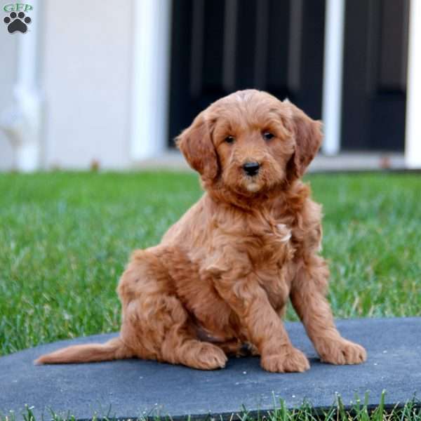 Cole, Mini Goldendoodle Puppy