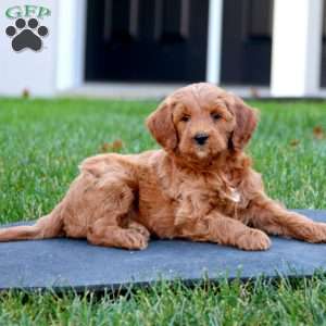 Cole, Mini Goldendoodle Puppy