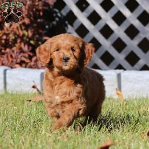 Cole, Mini Goldendoodle Puppy