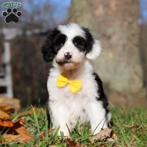 Cole, Sheepadoodle Puppy