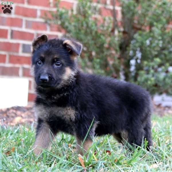 Colt, German Shepherd Puppy