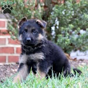 Colt, German Shepherd Puppy