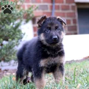 Colt, German Shepherd Puppy