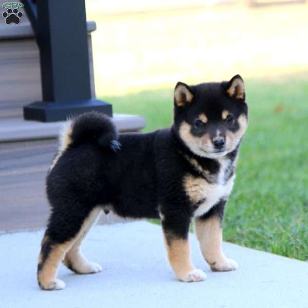 Colton, Shiba Inu Puppy