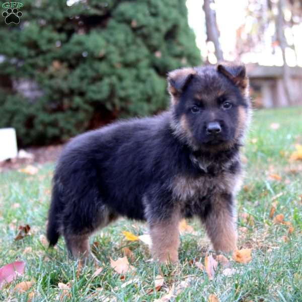 Colton, German Shepherd Puppy