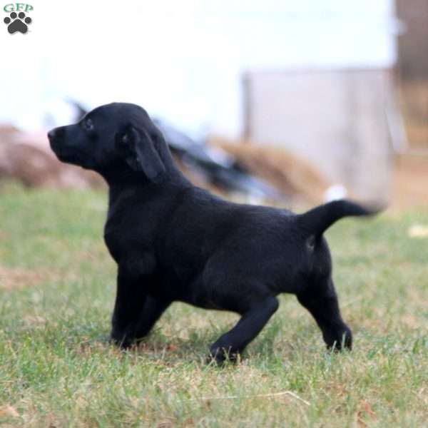 Colton, Labradoodle Puppy