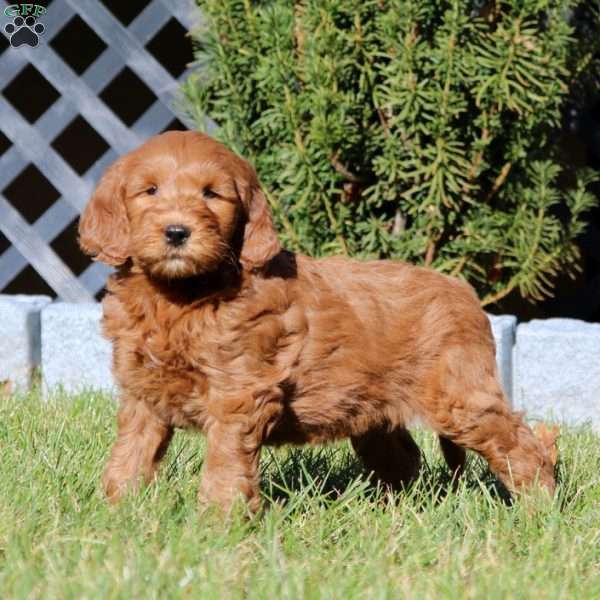 Colton, Mini Goldendoodle Puppy