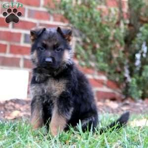 Colton, German Shepherd Puppy