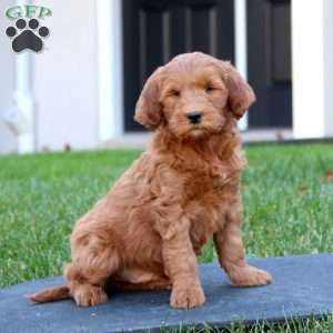 Colton, Mini Goldendoodle Puppy