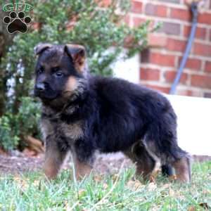 Colton, German Shepherd Puppy