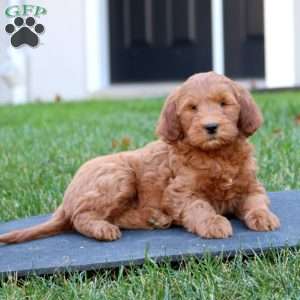 Colton, Mini Goldendoodle Puppy