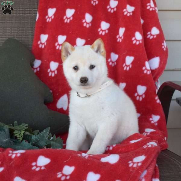 Comet, Shiba Inu Puppy