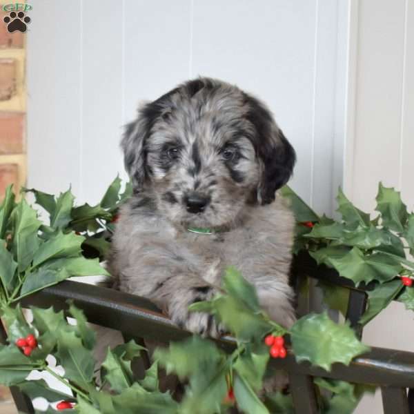 Comet, Bernedoodle Puppy