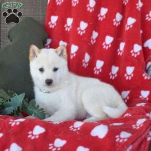 Comet, Shiba Inu Puppy