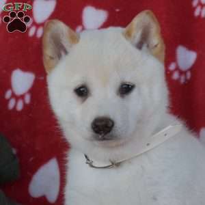 Comet, Shiba Inu Puppy