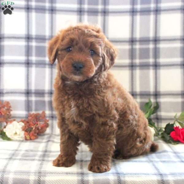 Connor, Mini Goldendoodle Puppy