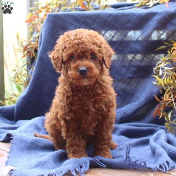 Connor, Miniature Poodle Puppy