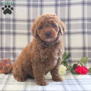 Connor, Mini Goldendoodle Puppy