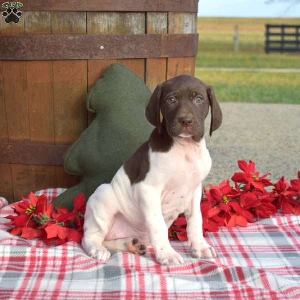 Cookie, German Shorthaired Pointer Puppy