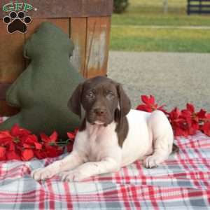 Cookie, German Shorthaired Pointer Puppy