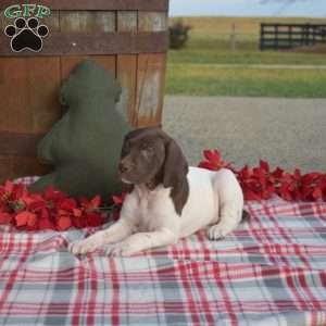 Cookie, German Shorthaired Pointer Puppy