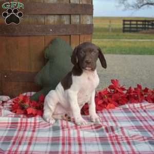 Cookie, German Shorthaired Pointer Puppy