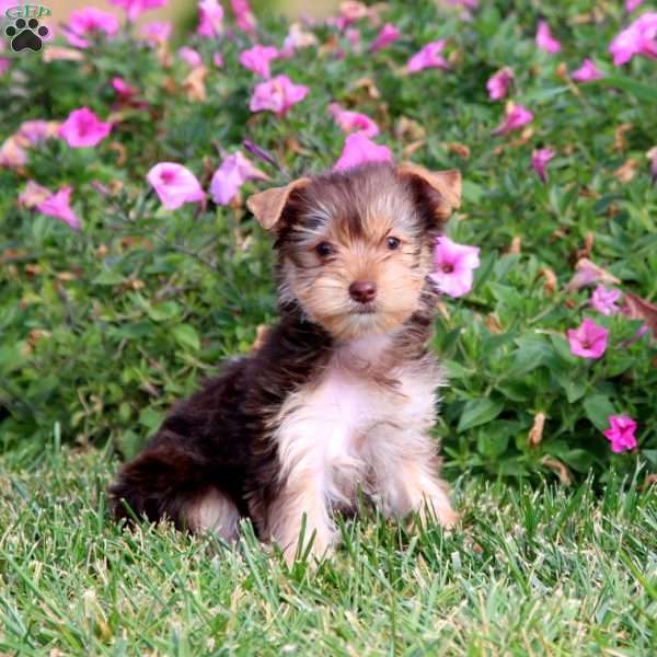 Cookie, Yorkie Puppy