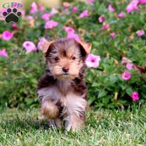 Cookie, Yorkie Puppy