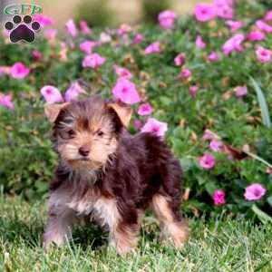 Cookie, Yorkie Puppy