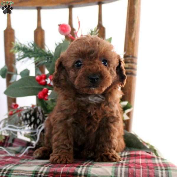 Cookie, Toy Poodle Puppy