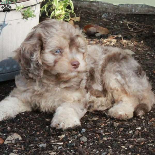 Cooper, Cavapoo Puppy