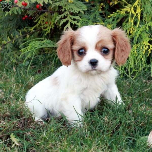 Cooper, Cavalier King Charles Spaniel Puppy