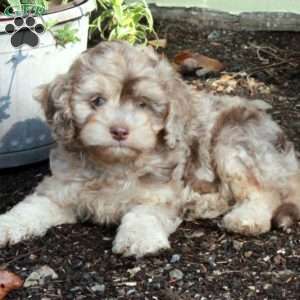 Cooper, Cavapoo Puppy