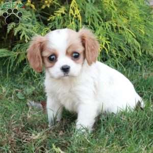 Cooper, Cavalier King Charles Spaniel Puppy