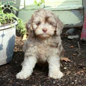 Cooper, Cavapoo Puppy