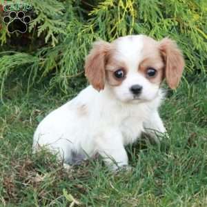 Cooper, Cavalier King Charles Spaniel Puppy