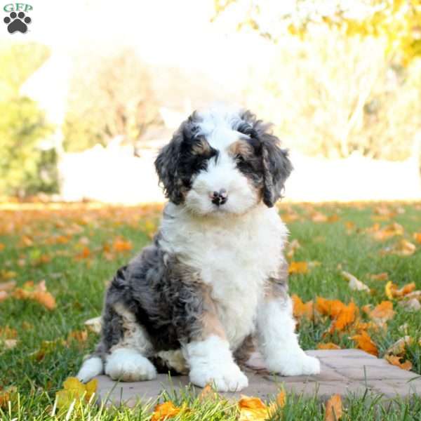 Cooper, Mini Bernedoodle Puppy