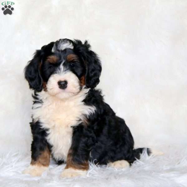 Cooper, Mini Bernedoodle Puppy