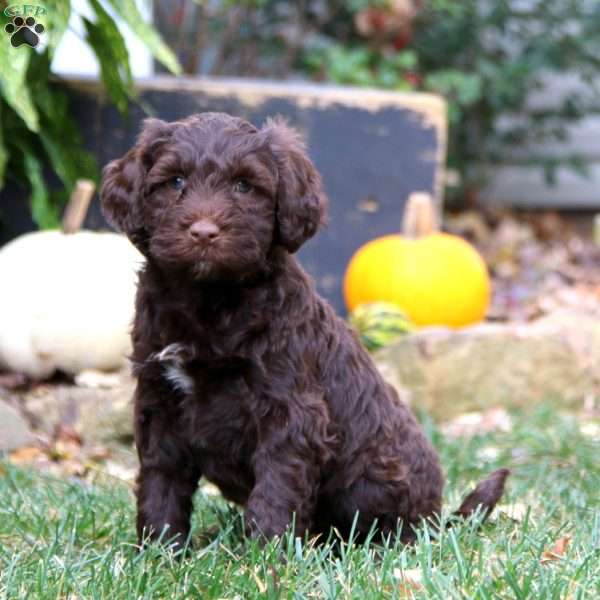 Cooper, Portuguese Water Dog Puppy