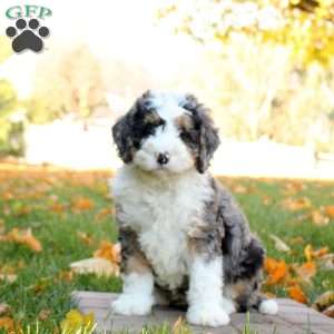 Cooper, Mini Bernedoodle Puppy