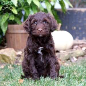 Cooper, Portuguese Water Dog Puppy