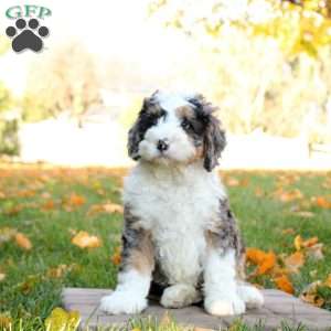 Cooper, Mini Bernedoodle Puppy