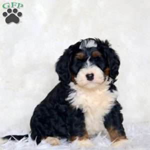 Cooper, Mini Bernedoodle Puppy