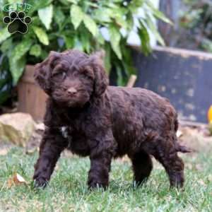 Cooper, Portuguese Water Dog Puppy