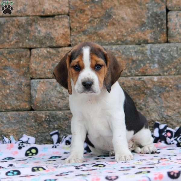 Copper, Beagle Puppy