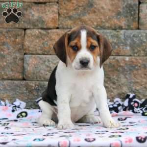 Copper, Beagle Puppy