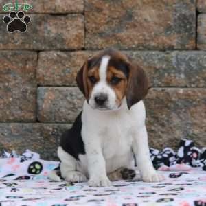 Copper, Beagle Puppy