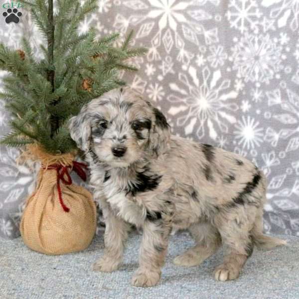 Cora, Mini Goldendoodle Puppy